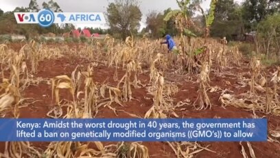 VOA60 Africa - Kenya lifts ban on GMO’s
