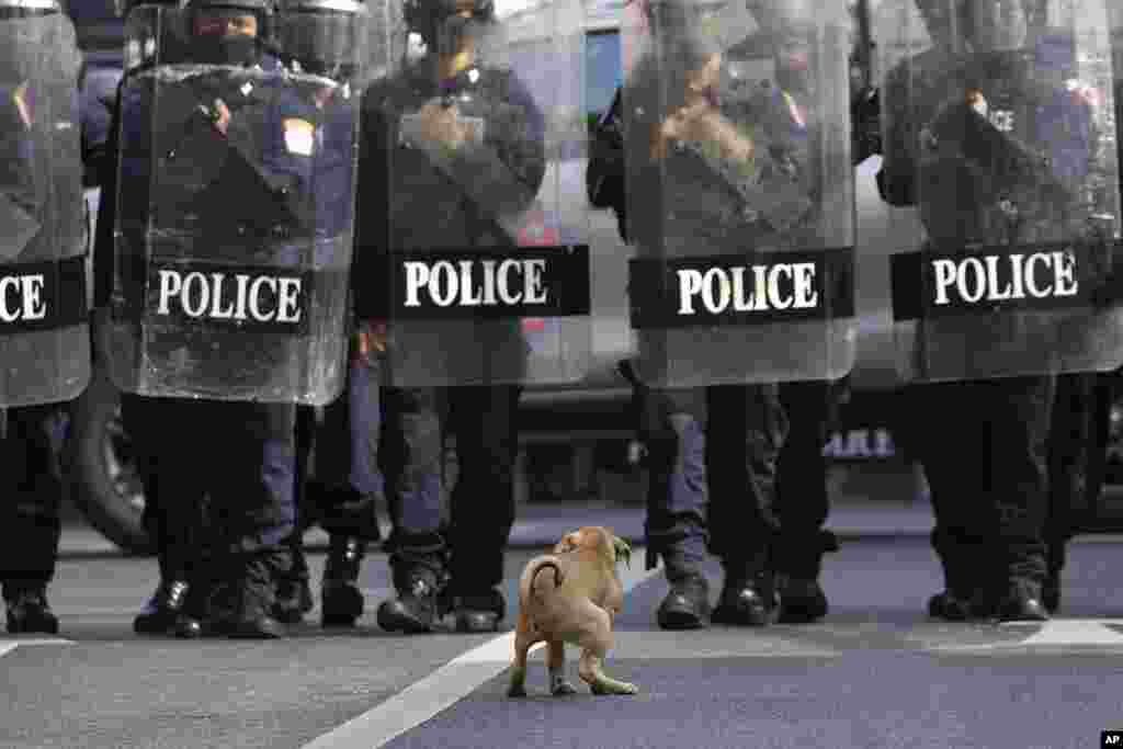 A dog crouches as police in riot gear block protesters from marching to the Asia-Pacific Economic Cooperation APEC summit venue, , in Bangkok, Thailand.