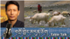 བགྲོ་གླེང་མདུན་ཅོག བྱང་ཐང་འབྲོག་པའི་མི་ཚེའི་འགྱུར་བ།
