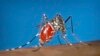 US health agency issues dengue virus infection advisory
