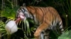 Zoológico de la Florida protege a sus animales del calor
