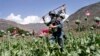 Afg'oniston shimoli-sharqida Tolibonga qarshilik kuchaygan 