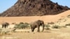 Tembo wanaonekana katika hifadhi ya Torra, nchini Namibia, Juni 17, 2014. Picha ya AP