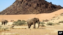 Tembo wanaonekana katika hifadhi ya Torra, nchini Namibia, Juni 17, 2014. Picha ya AP