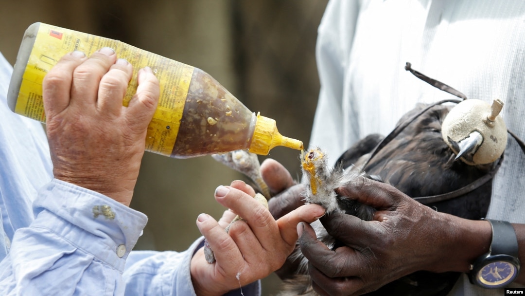 Soysambu Raptor Centre Director Simon Thomsett prepares to fix a prosthesis leg on an Augur Buzzard which was electrocuted at the Soysambu Raptor Centre inside Soysambu Conservancy in Nakuru, Kenya, April 12, 2022. 