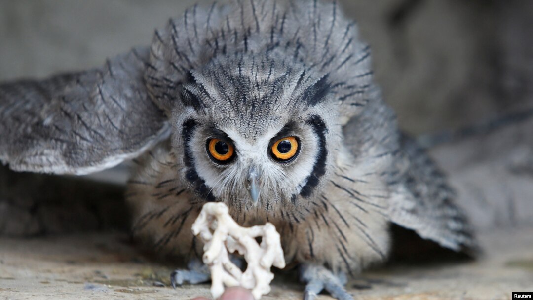 A worker feeds a white-faced scops owl at the Soysambu Raptor Centre inside Soysambu Conservancy in Nakuru, Kenya April 12, 2022.