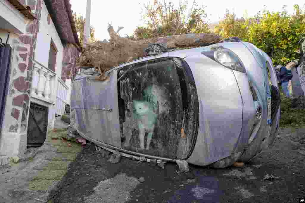 A dog trapped in his owners' car for some 72 hours peeks through the windscreen while rescuers search for possible survivors of the family in Casamicciola, on the southern Italian island of Ischia.