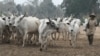 Ana Zaman Dardar Tsakanin Fulani Makiyaya Da Manoma A Kudancin Ghana 