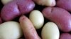 Batata apodrece na Huíla por falta de mercado