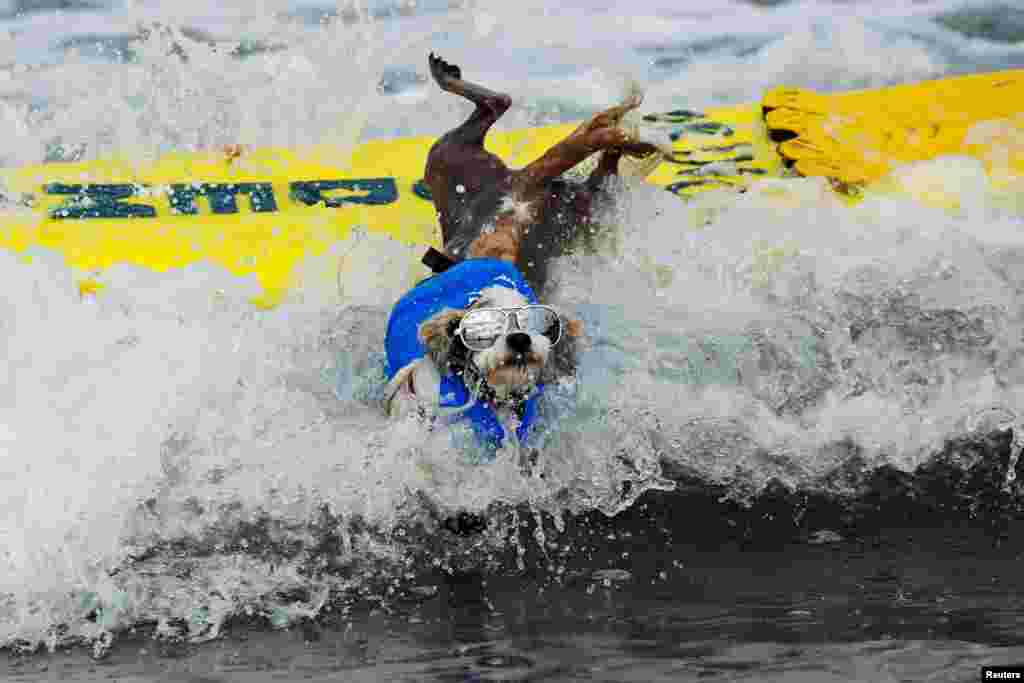 A small dog jumps off his surfboard while competing at the 14th annual Helen Woodward Animal Center "Surf-A-Thon" where more than 70 dogs competed in five different weight classes for "Top Surf Dog 2019" in Del Mar, California, Sept. 8, 2019.