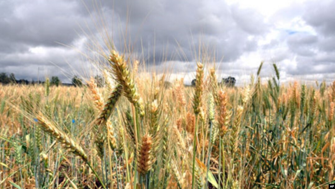 Wheat rust in Kenya