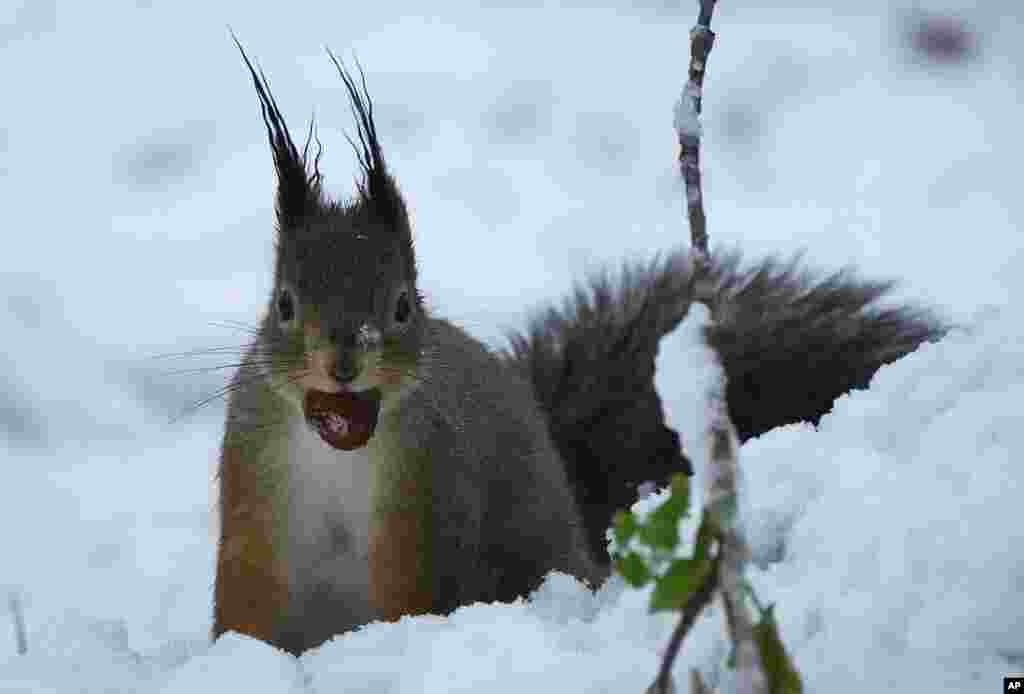 A squirrel holds a chestnut in city park after a snowfall in Tallinn, Estonia.