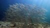 FILE - A school of baitfish swims off the coast of Biddeford, Maine, in this Sept. 3, 2018 file photo.
