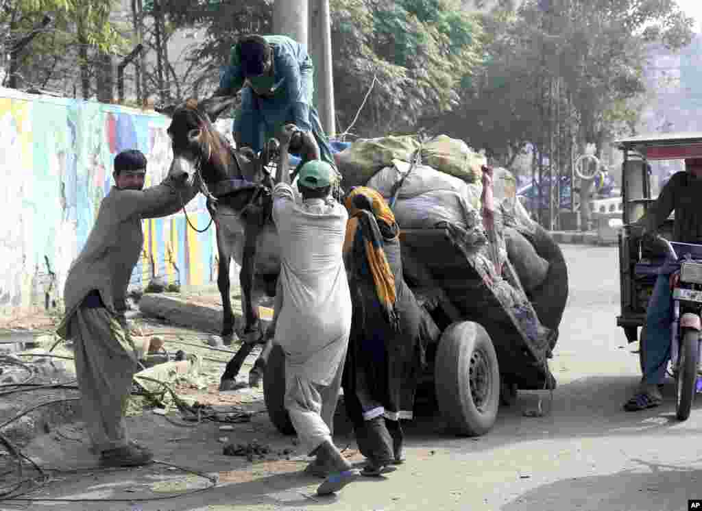 Passers-by help as an owner tries to pull a donkey back onto the ground after an overloaded cart tipped upward on a road in Lahore, Pakistan.