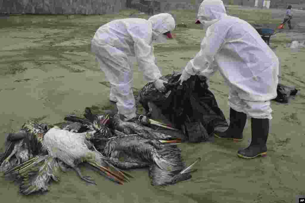 Municipal workers collect dead pelicans on Santa Maria beach along the Pacific Ocean in Lima, Peru. At least 13,000 birds have died so far from bird flu, according to The National Forest and Wildlife Service.