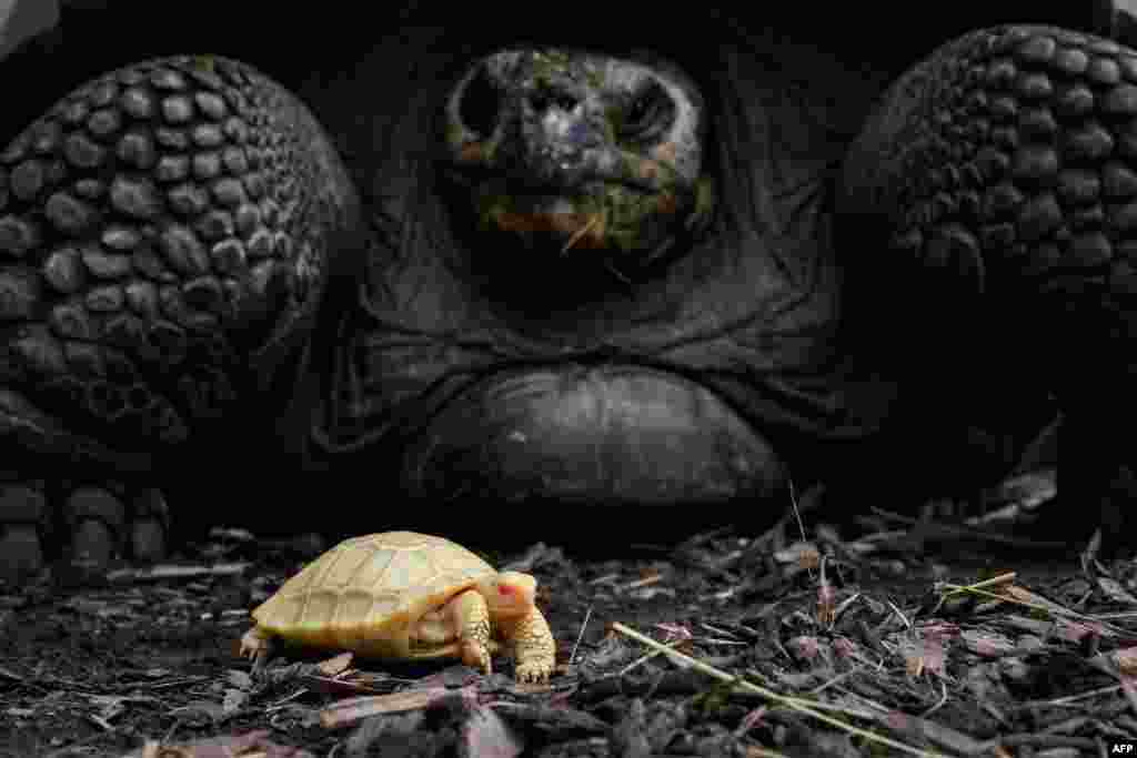 A unique albinos Galapagos giant tortoise baby, born on May 1, walks next to its mother at the Tropicarium of Servion, western Switzerland.