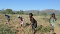Camponeses sem sementes para novao ano agrícola -2:24