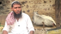 Indian Village Fears Deadly Assaults by Cow Vigilantes Threaten their Livelihood