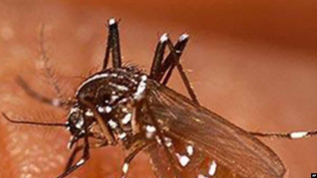 WHO Stands by Its Numbers on Malaria Deaths