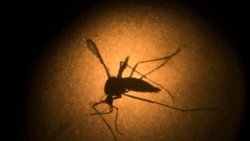 El dengue provoca una emergencia en el Perú