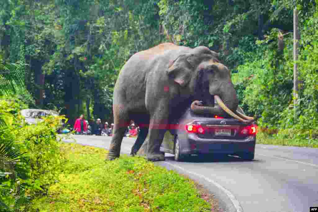 A wild elephant stops a car on a road at Khao Yai National Park in Thailand's Nakhon Ratchasima province.