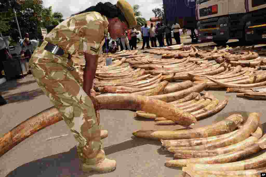 A Kenya Wildlife Service officer tests the weight of an elephant tusk at a display of more than 140 confiscated pieces of ivory outside the Port of Mombasa's police station on July 9, 2013. Shabab continues to smuggle large quantities of ivory by dhow to larger vessels anchored off Kenya's and Somalia's coasts.