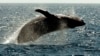 Experts Meet to Understand Decrease in Humpback Whales Off Hawaii