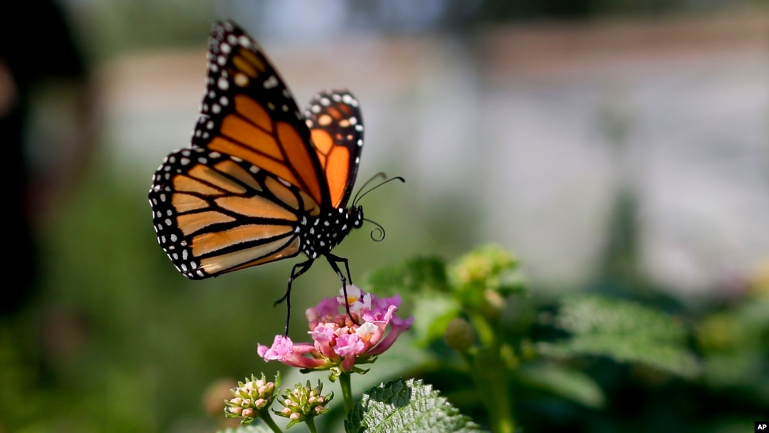 FILE - This Aug. 19, 2015, file photo, shows a monarch butterfly in Vista, Calif. The number of western monarch butterflies wintering along the California coast has plummeted to a new record low, putting the orange-and-black insects closer to extinction. (AP Photo/Gregory Bull)