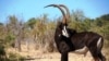 Palanca negra gigante, Parque Nacional da Cangandala em Angola.