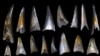 Dinosaur Demise Leads to Fish Rise