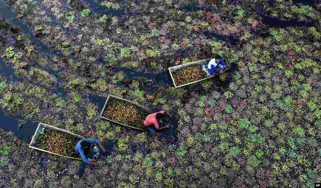 Villagers pluck water chestnuts from a pond in Kanpur, Uttar Pradesh state, India.
