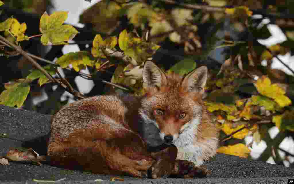 A fox sits in the sun on a shed roof in a garden in London.