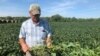 Farmers' Loyalty to Trump Tested Over New Corn-Ethanol Rules