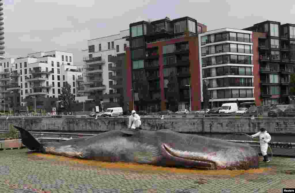 A hyper-realistic whale model is seen near the canal as part of an artistic presentation by the Belgian collective Whale marking the launch of the "Nuit Blanche" festival in Brussels, Belgium.