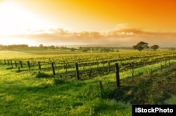 Vườn nho ở Thung lũng Barossa, Australia
