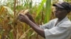 Moçambique: Intensifica-se debate em torno da posse da terra
