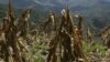 Zonas de Benguela ameaçadas pela fome