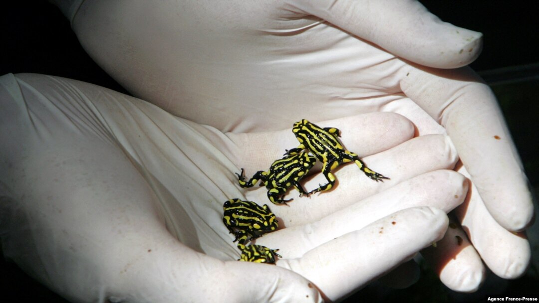 Frogs on his hands in a Sydney Zoo