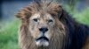 Endangered Wildlife List Swells in 2015, From Lions to Orchids