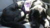 Therapy Dogs Help US Veterans Beat Stress Disorders