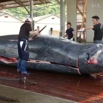Shagalin Kifi Mafi Girma A Duniya Wato Whale