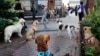 Having a Dog Helps Fight Allergies