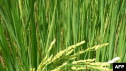 Ba quốc gia thử nghiệm canh tác thông minh