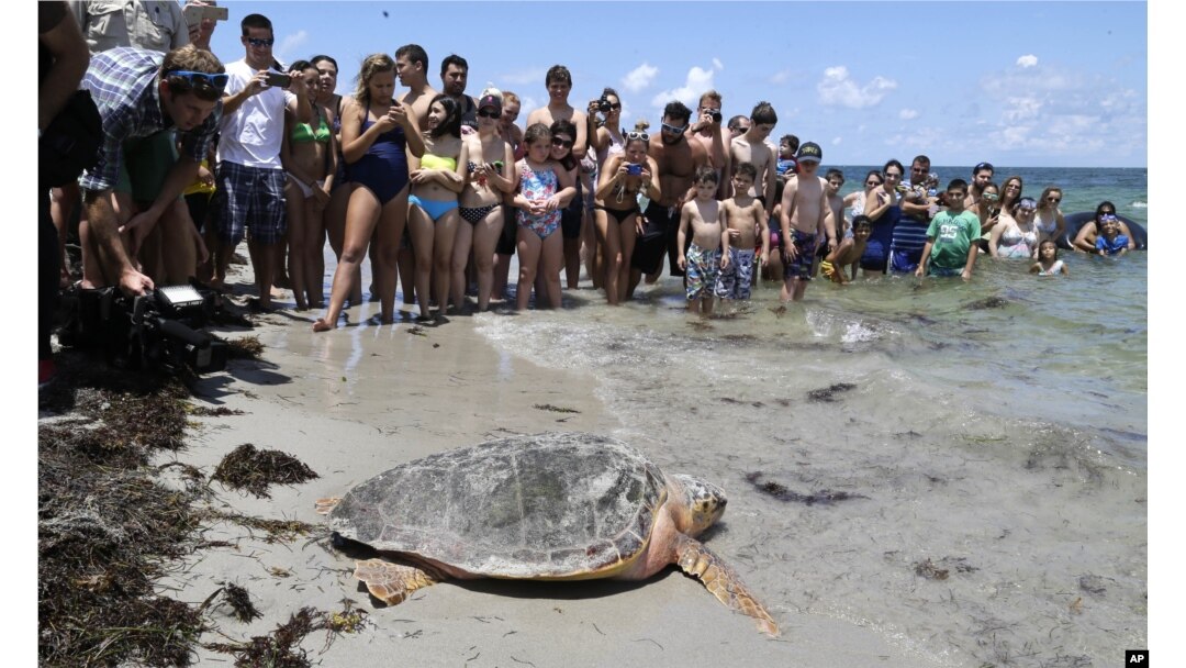 FILE - In this June 8, 2015, photo, a loggerhead sea turtle heads to the ocean, as onlookers watch at Bill Baggs Cape Florida State Park in Key Biscayne, Florida.