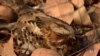 Video Game Shows Importance of Color Vision in Finding Prey