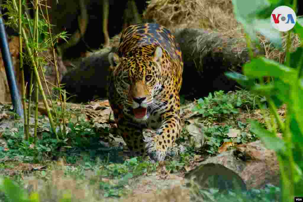 La seguridad alimentaria de estas especies está bajo amenaza, haciendo alusión a uno de los niveles del peligro de extinción que acecha a los animales del planeta. 