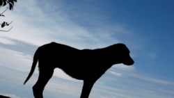 Cães vadios matam em Nampula
