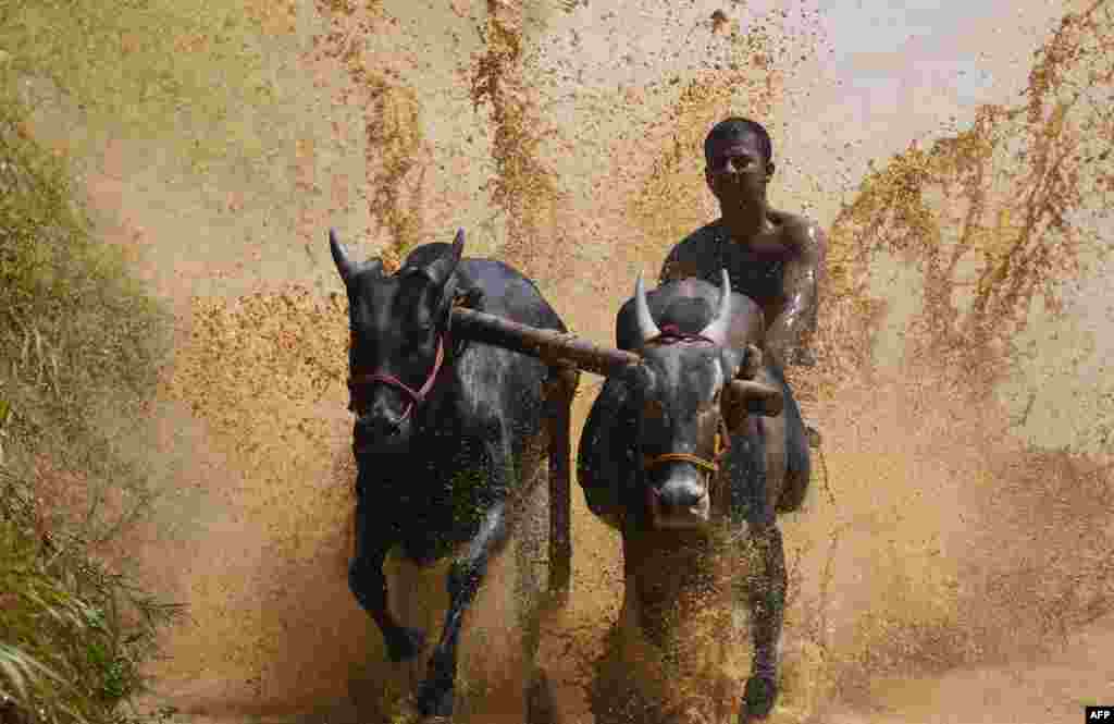 A jockey races a pair of bulls on a paddy fields during the annual Kalapoottu bull running festival in the village of Vengannur near Palakkad, India.