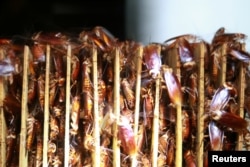 Cockroaches are seen among cardboard at a farm operated by pharmaceutical company Gooddoctor in Xichang, Sichuan province, China August 10, 2018. Picture taken August 10, 2018. REUTERS/Thomas Suen