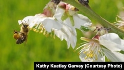 FILE - A honeybee packs pollen from this almond tree blossom before returning to her hive.